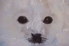 seal