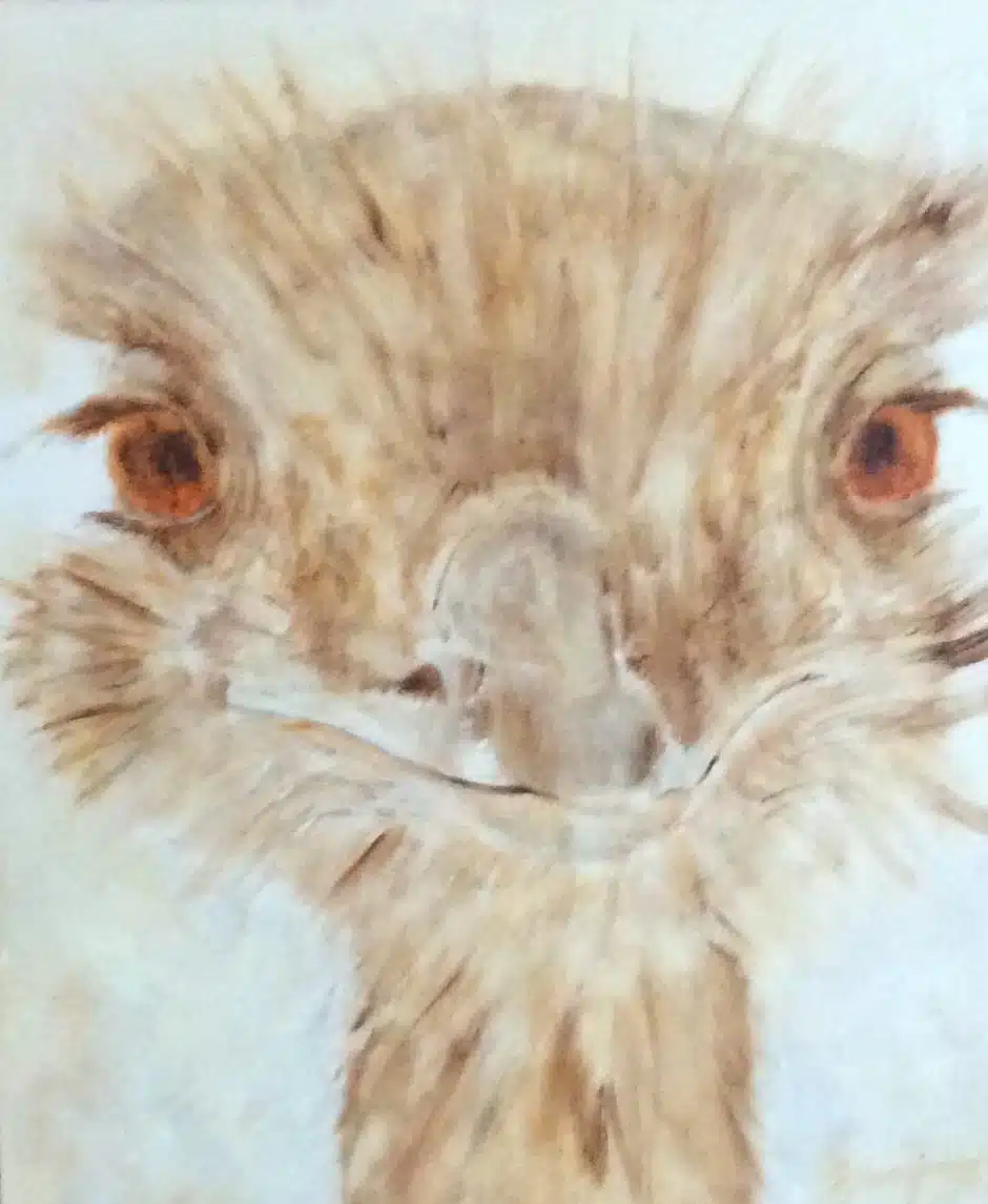 Struisvogel 2 - Afbeelding 2