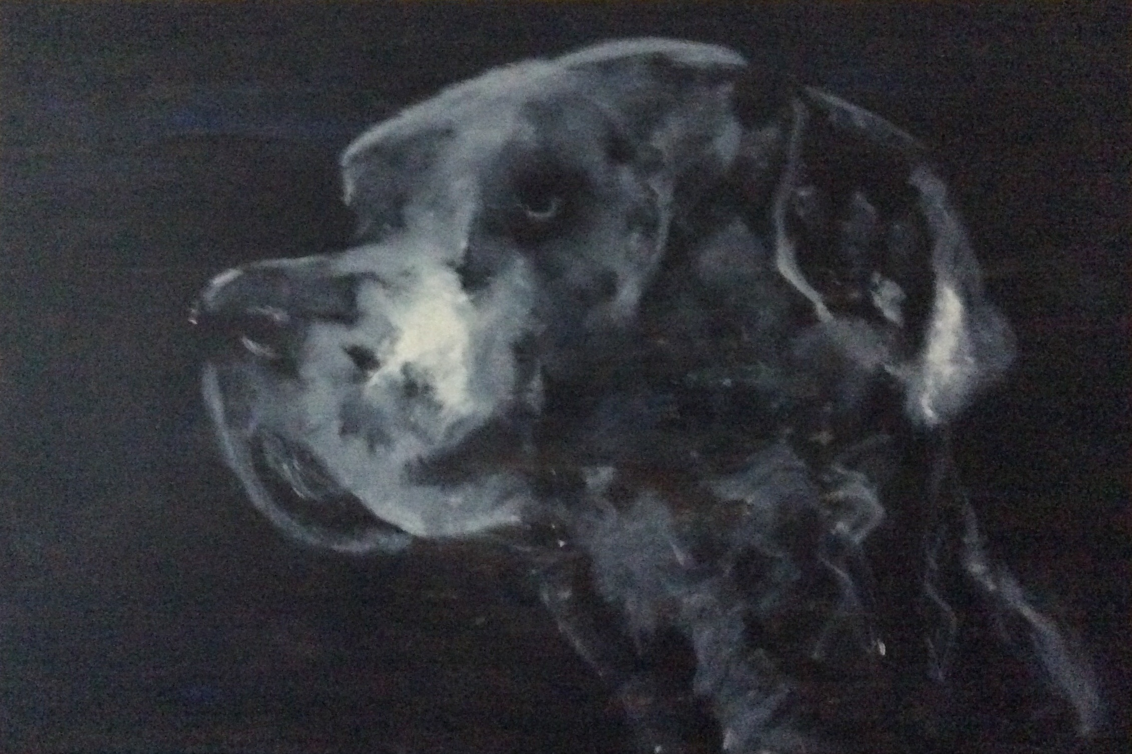 Deense Dog II - Afbeelding 2